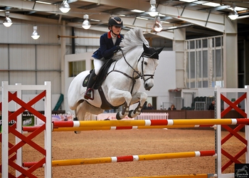 Top Stallions on Show at British Breeding Stallion Event Top Stallions on Show at British Breeding Stallion Event